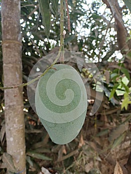 Mango tree in India, fresh mangos in the tree