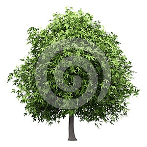 Mango tree isolated on white