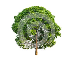 Mango tree isolated on white