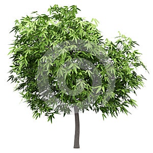 Mango tree isolated on white