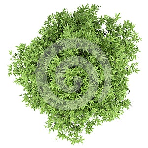 Mango tree isolated on white. top view