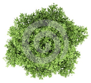 Mango tree isolated on white. top view