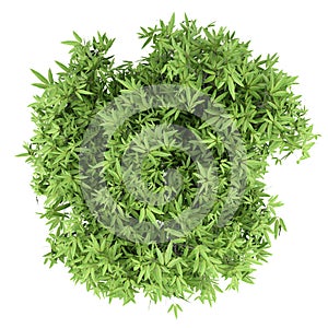 Mango tree isolated on white. top view