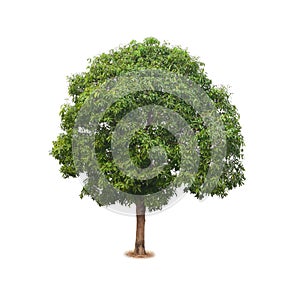 Mango tree isolated on white