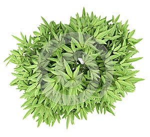 Mango tree isolated on white. top view