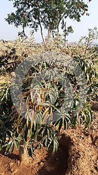 A mango tree with its flowers in blue sky background