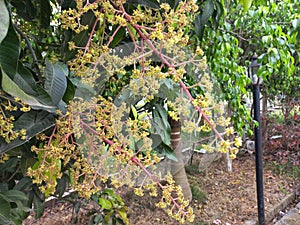 a mango tree laden with flowers