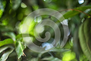 Beautiful mango tree leaf landscape with bokeh effect background