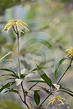 Mango tree leaves