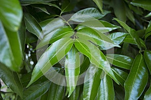 Mango tree leaves.