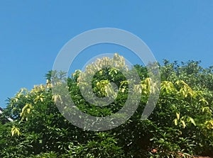 Mango tree leaves are growing