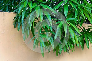 Mango Tree Leaves