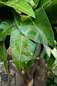 Mango tree leaves with white spots caused by scale insects, which feed on plant sap and infest leaves, branches, and fruits.