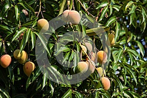 Mango Tree in Malawi, Africa.