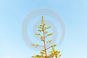 Mango tree (Mangifera indica L.) inflorescence with tiny green, yellow.