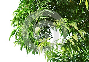 Mango tree (Mangifera indica)