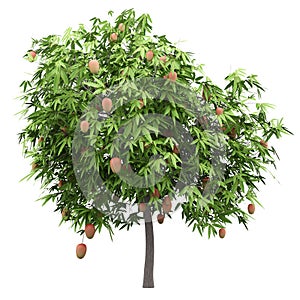 Mango tree with mango fruits isolated on white