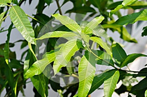 mango tree or mango leaf