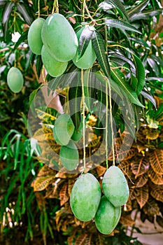 Mango tree