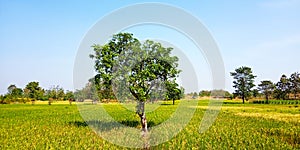 Mango tree in the middle of rice fields