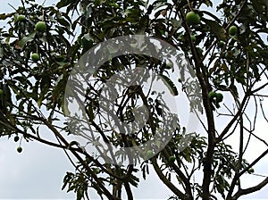 Mango tree