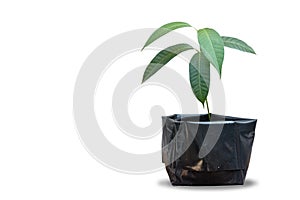 Mango tree nursed with seeds in black pots, isolated on white background with clipping path