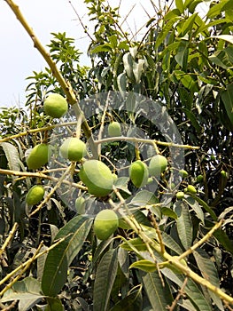 Mango tree