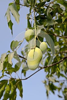 Mango tree with raw fruits