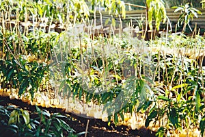 Mango tree saplings