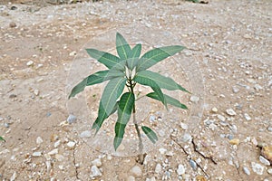 mango tree with single leaves.