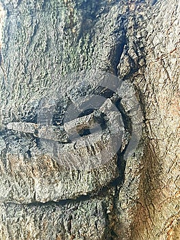 Mango tree trunk detail texture
