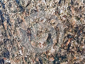 Mango tree trunk texture