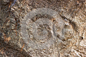 Mango tree trunk texture for background