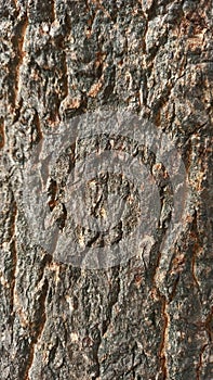 Mango tree trunk texture