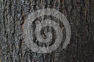 mango tree wood wallpaper