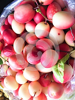 The mango tree yawning booing lemon fruit on background
