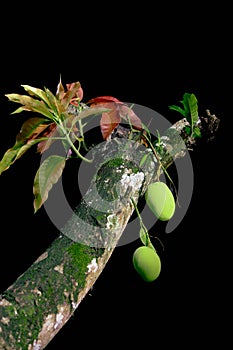 mango tree with young leaf and moss, bright fruut colour, in pitch black background colour
