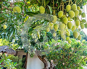 Mango trees abound in the northwest town of Broome