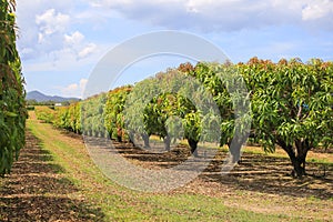 Mango trees on farm. Mango plantation