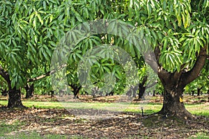 Mango trees on farm. Orchard, fruit trees.