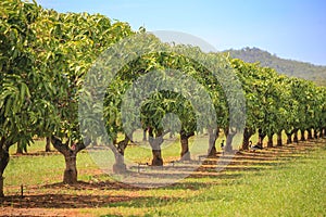 Mango trees on farm. Orchard, fruit trees