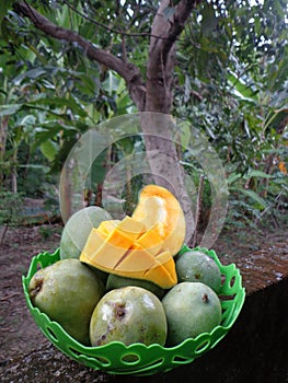 mango trees including higher plants whose trunk structure & x28;habitus& x29;belongs to the orboreus group.