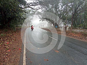 Mango trees in India during fog