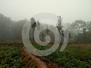 Mango trees in India during fog time