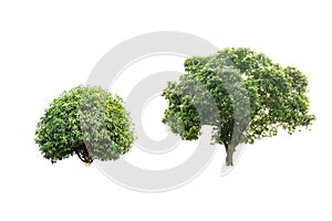 Mango trees isolated