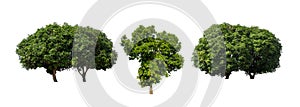 Set of Isolated mango tree on white background , The collection of mango tree