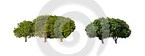 mango trees that are isolated on a white background