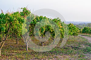 Mango trees at mango orchard.