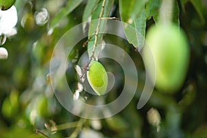 Mango trees that rely on yielding stay in winter