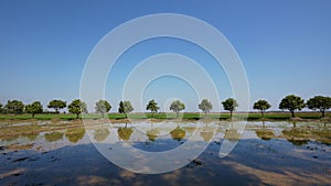 Mango trees and rice fields in Cambodia